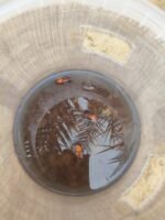 ⁦مصيدة سوسة النخيل مع الفرمون | مصائد سوسة النخيل الفرمونيه⁩ - الصورة ⁦3⁩