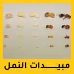 مبيدات النمل