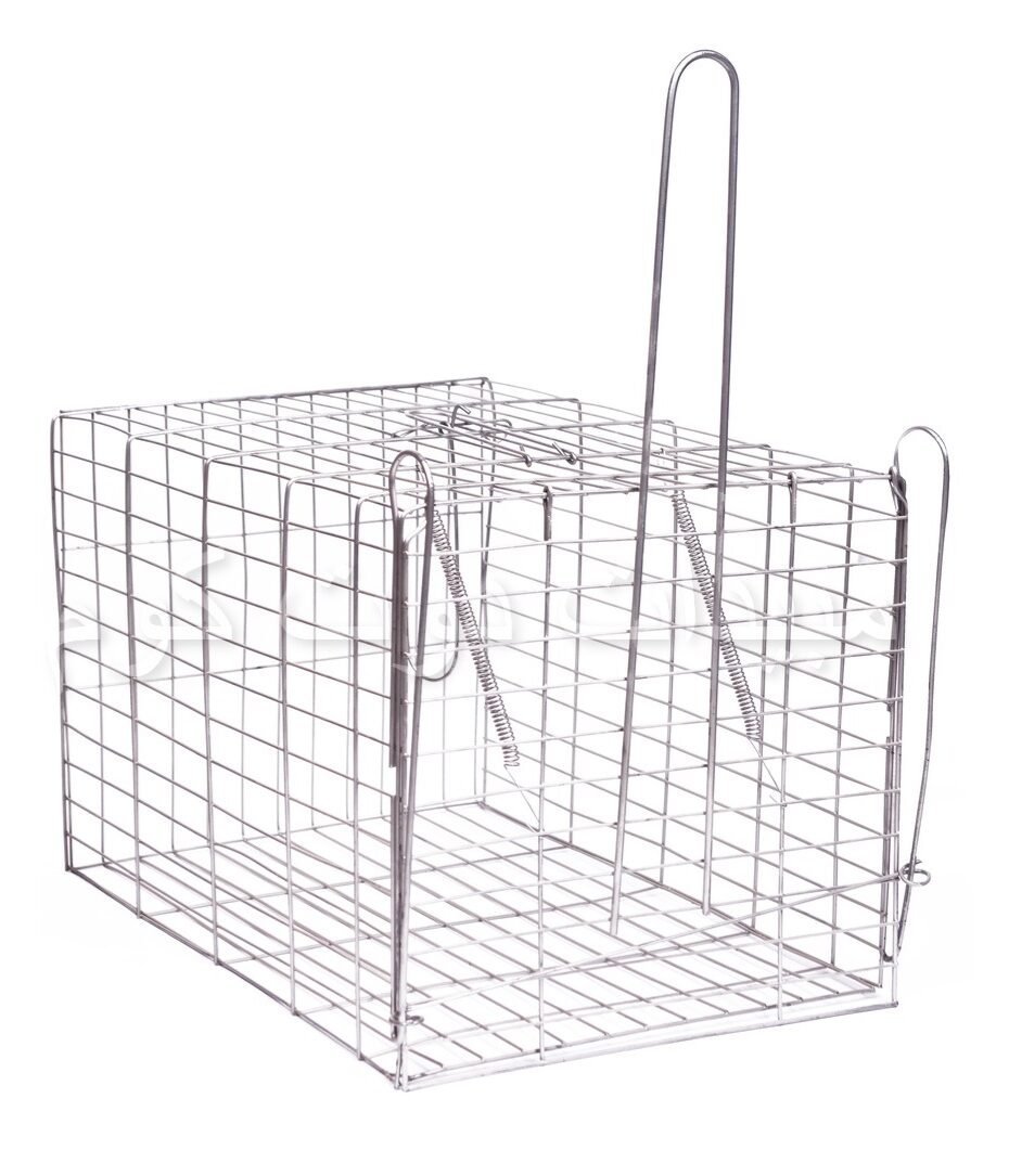 مصيدة القطط