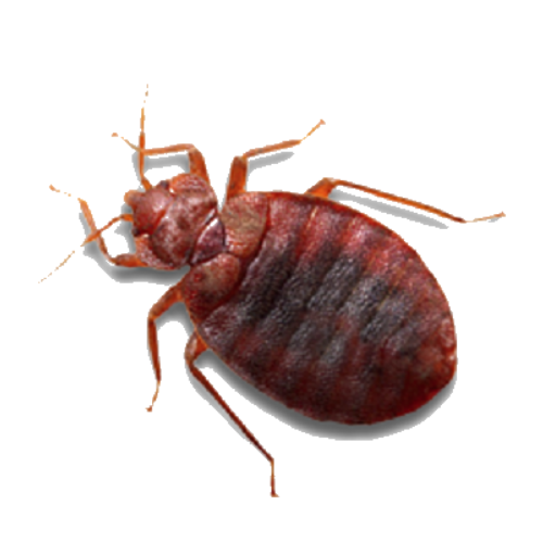 مبيدات بق الفراش bed bugs pesticides حشرة بق الفراش