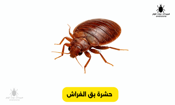 حشرة بق الفراش دليل شامل للتعرف عليها والتخلص منها نهائيًا